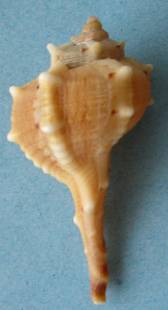 Haustellum Brandaris Shell - The Purple Store